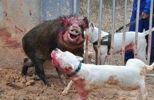 杜高犬咬野猪视频,一场惊心动魄的生死较量