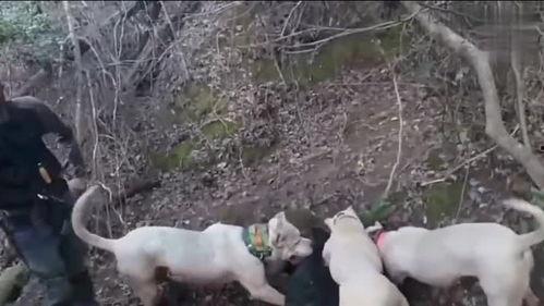 杜高犬咬野猪视频,一场惊心动魄的生死较量