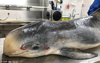 解剖肚子视频,人体内部结构探秘之旅