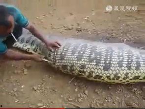 解剖肚子视频,人体内部结构探秘之旅